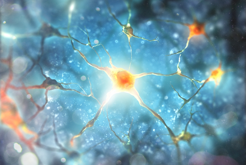 Brain neurons