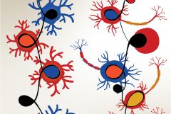 illustration of cells in the body