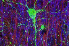 image of cells